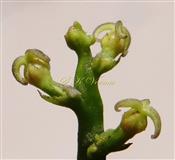  Inflorescence-Raceme